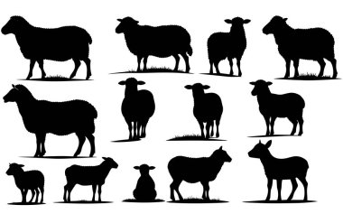 Bir Koyun siluet vektörünün kümesi