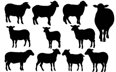 Bir Koyun siluet vektörünün kümesi