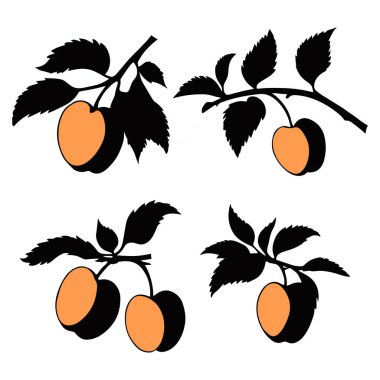 Kayısı vektörü kümesi