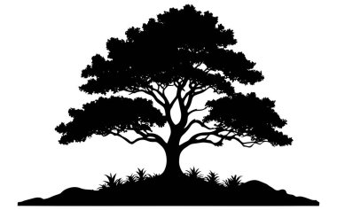 Yaz aylarında izole edilmiş beyaz arka planda büyük ağaç silueti