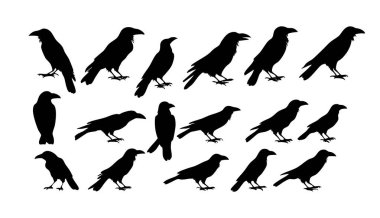 Markalaşma için Vahşi Karga Silüet Vektörü