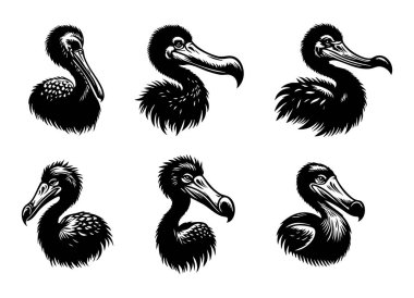 Dodo Dodo Doğa Projeleri Hayvan Vektörü