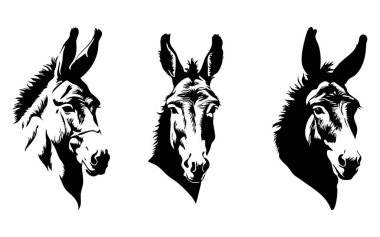 Beyaz Üzerine Minimum Eşek Vektörü