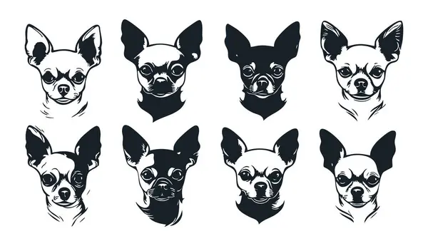 Beyaz Arkaplanda Chihuahua Vektör Silueti, Siyah Chihuahua Silueti Vector Illustration, Logo Tasarımı için Chihuahua Köpek Silueti