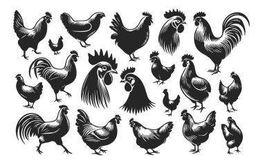 vektör siyah horoz başı beyaz arkaplanda