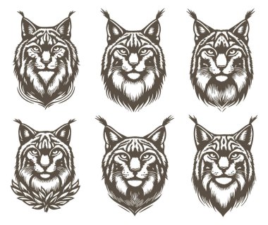 Beyaz Arkaplanda Luchs Baş Vektör Silueti