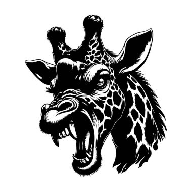 Gaddar Zürafa Baş Fotoğrafı Beyaz Arkaplanda