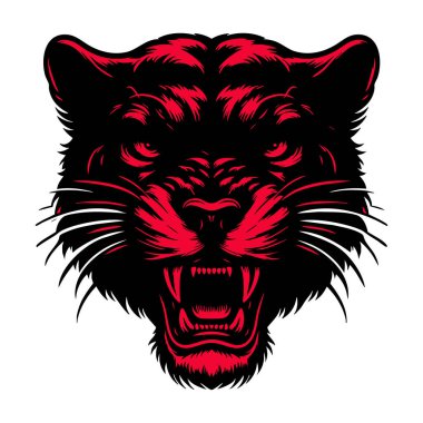 Kızgın Puma Baş Fotoğrafı Beyaz Arkaplanda