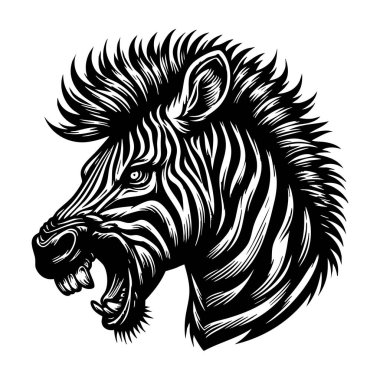 Kızgın Zebra Beyaz Arkaplanda Baş Görüntü