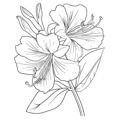 Çiçeğin siyah ve beyaz vektörü