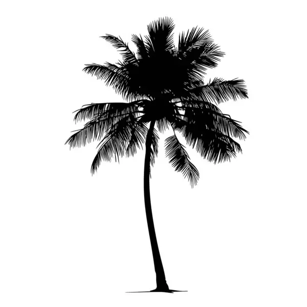 Palmiye ağacı siluet vektörü