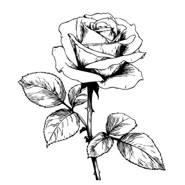 Siyah ve beyaz gül. El çizimi vektör çizimi beyaz arkaplanda izole edildi.