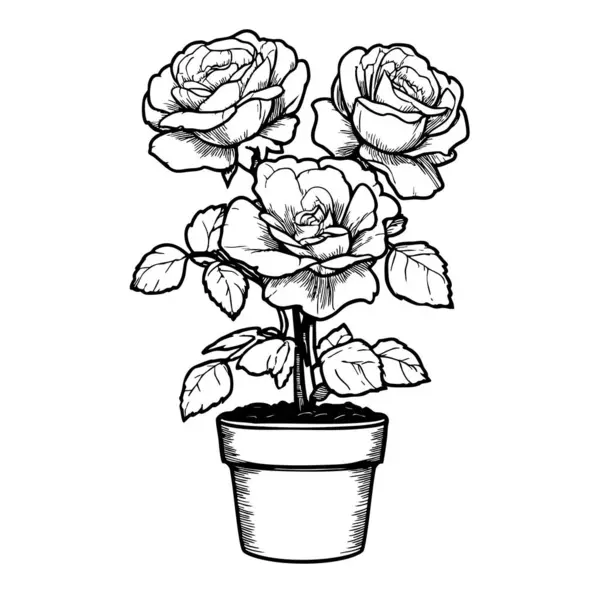 Gül çiçeğinin el çizimi. vektör illüstrasyonu.