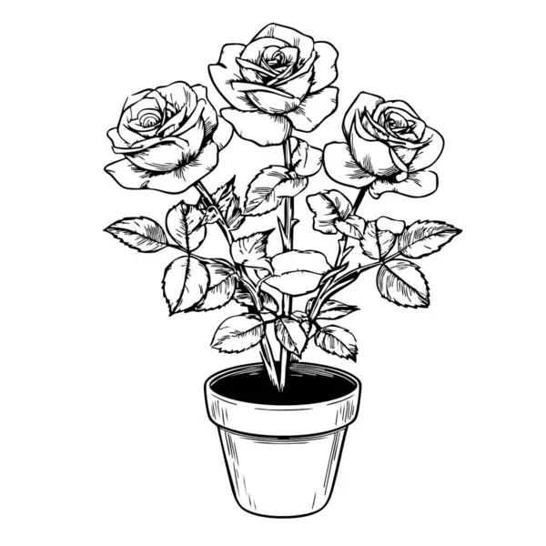 Güzel bir gül buketinin vektör çizimi.