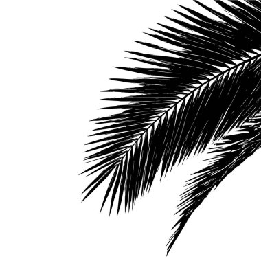 Tropik palmiye yaprağı. Beyaz arkaplanda el çizimi vektör çizimi