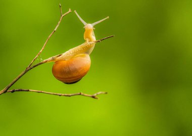 Small colorful garden mollusks