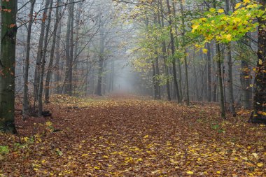 Flooded forest in beautiful autumn colors Poland.