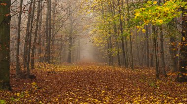 Flooded forest in beautiful autumn colors Poland.