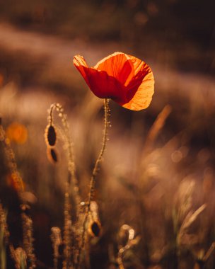 Maczek wrapped in the light of the setting sun.
