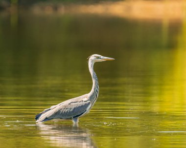 The Gray Heron is a beautiful large bird residing in large numbers in Poland