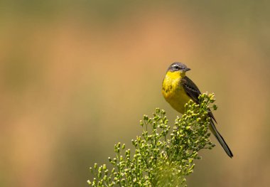 The Yellow Wagtail is a small colorful bird that can be found in Poland