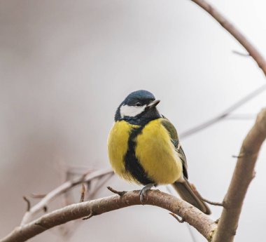 great tit on a twig on winter