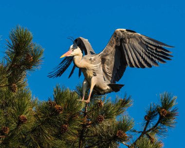 Gray Heron photographed in a park not far from Wroclaw Zoo Poland.