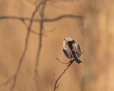 Raniuszek colorful little fast and clever bird.
