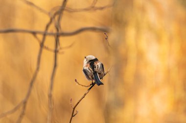 Raniuszek colorful little fast and clever bird.