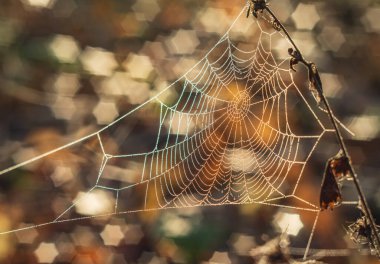 Çiy damlalı örümcek ağı