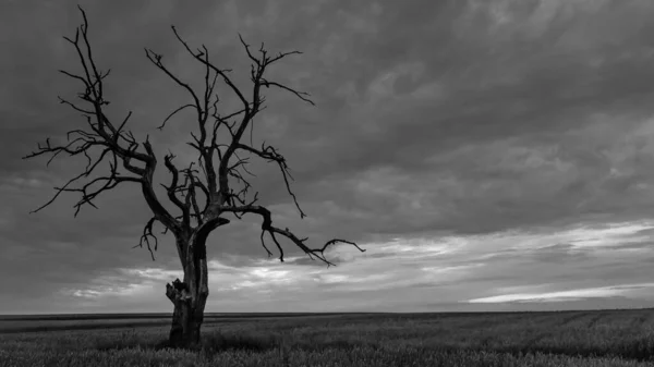 Very old withered oak in the light of the setting sun in the fields of Suoszowa Poland.