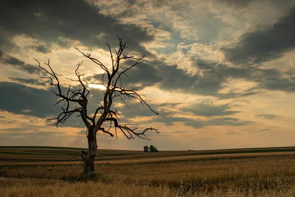 Very old withered oak in the light of the setting sun in the fields of Suoszowa Poland.