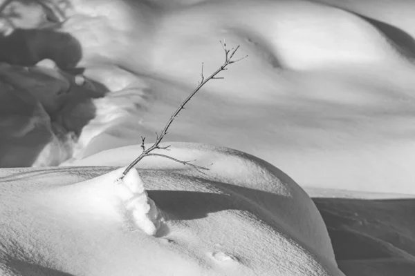 A tree covered in fresh snow with one branch sticking out