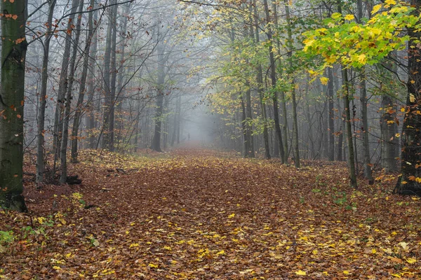 Flooded forest in beautiful autumn colors Poland.
