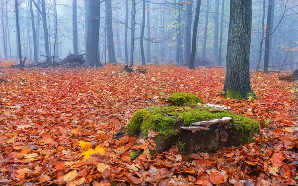 Flooded forest in beautiful autumn colors Poland.