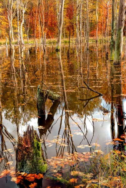 Flooded forest in beautiful autumn colors Poland.