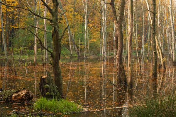 Flooded forest in beautiful autumn colors Poland.