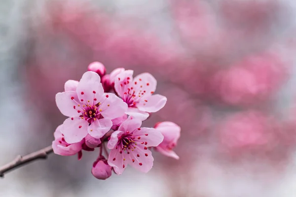Beautiful flower buds of a fruit tree.