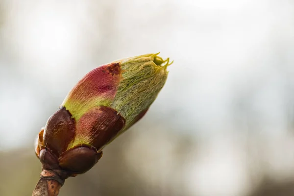 New life chestnut tree bud.