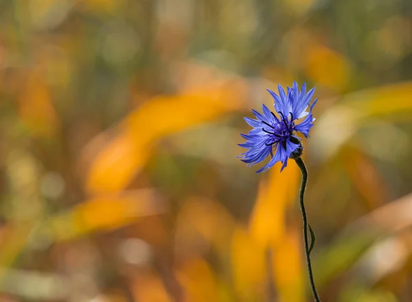 Cornflower purple flower growing most often among cereals.