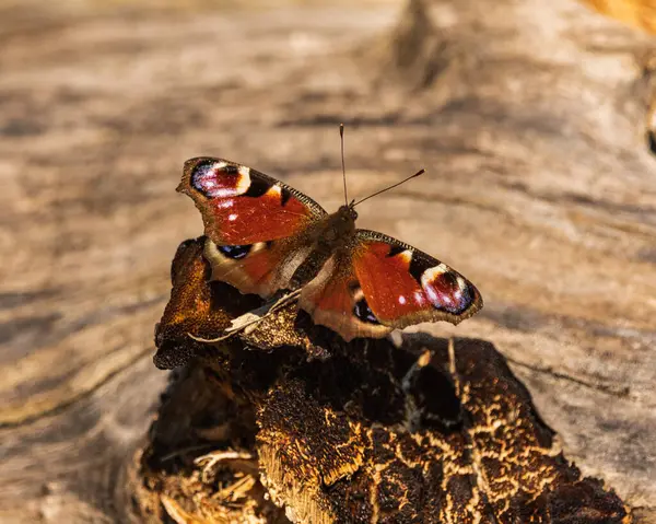 red butterfly on wood