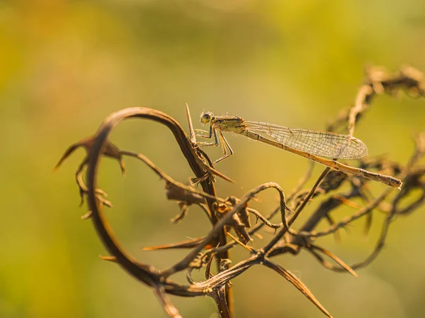 Platycnemis, Platycnemididae familyasına ait yusufçuk (Odonata) familyasından bir böcek türü.