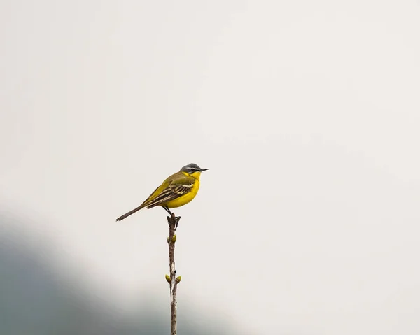 The Yellow Wagtail is a small colorful bird that can be found in Poland