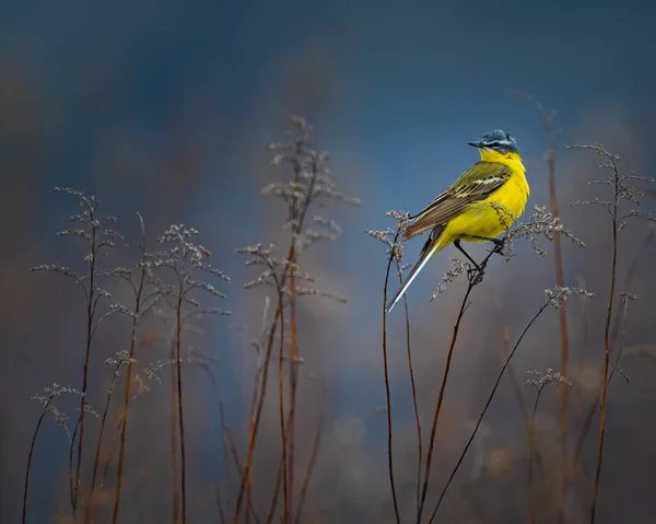 The Yellow Wagtail is a small colorful bird that can be found in Poland