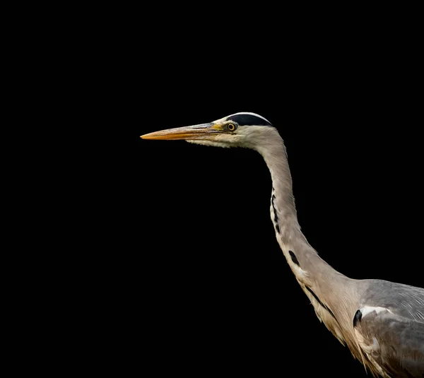 Gray Heron photographed in a park not far from Wroclaw Zoo Poland.