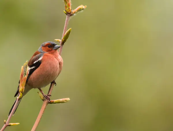 Singing bird Chaffinch resting on a tree branch
