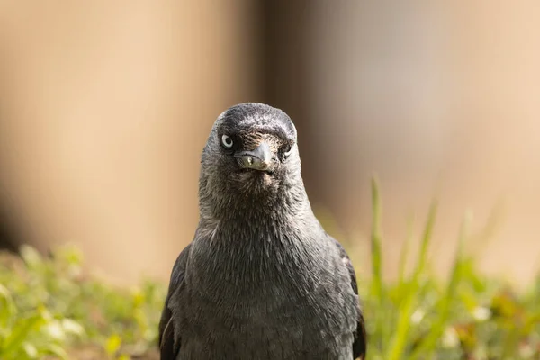Jackdaw (Corvus monedula) common and common bird in Poland.