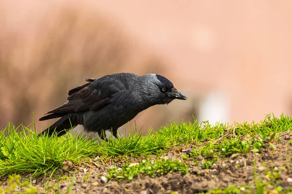 Jackdaw (Corvus monedula) common and common bird in Poland.