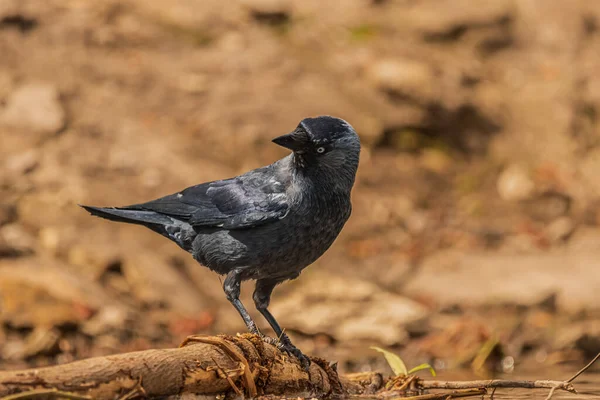 Jackdaw (Corvus monedula) common and common bird in Poland.