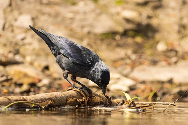 Jackdaw (Corvus monedula) common and common bird in Poland.